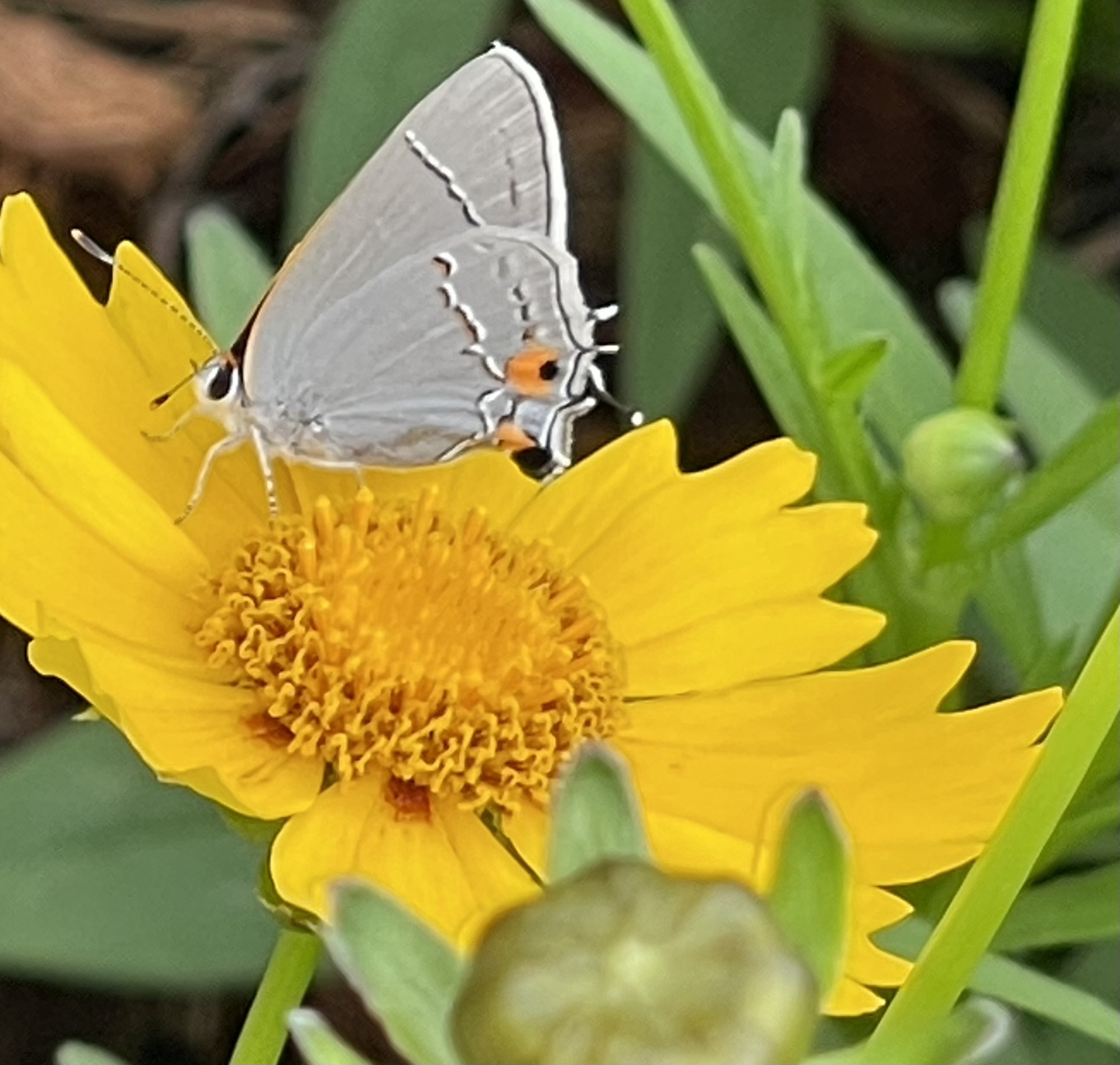(Argyle) Gateway Gardeners | Delia Kleehammer